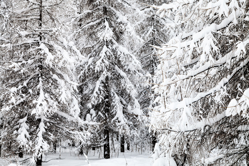 莫斯科市Timiryazevskiy公园冬季森林中的雪树和烧红图片