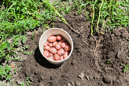 在俄罗斯库班地区阳光明媚的夏日在菜园开挖的床上在水桶中看到粉红土豆图片