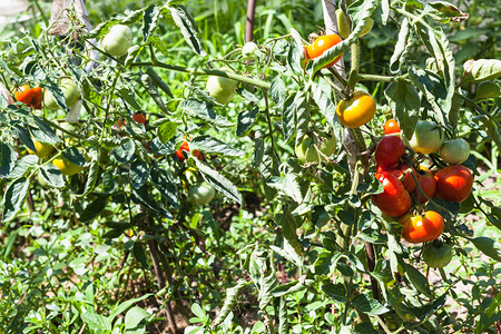 俄罗斯库班地区阳光明媚的夏日农村花园番茄灌木图片