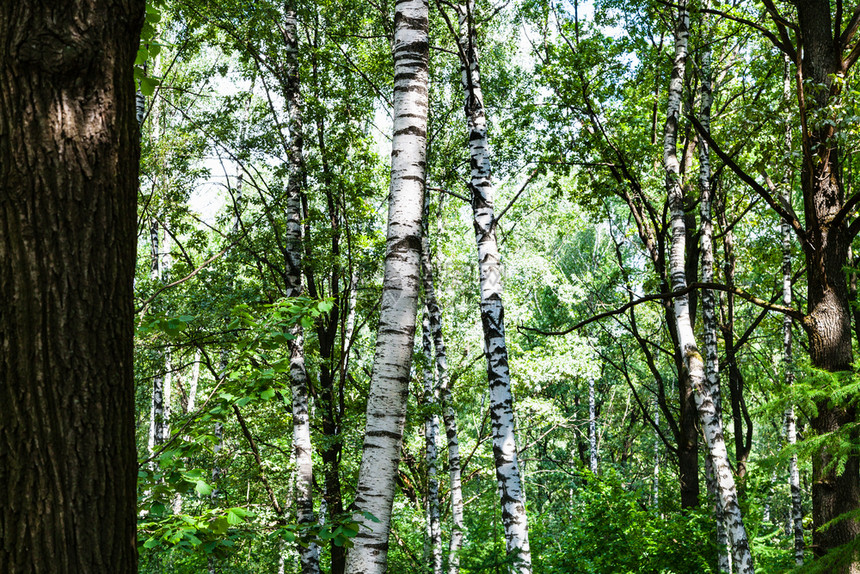 莫斯科Timiryazevskiy公园绿林中的树和橡图片