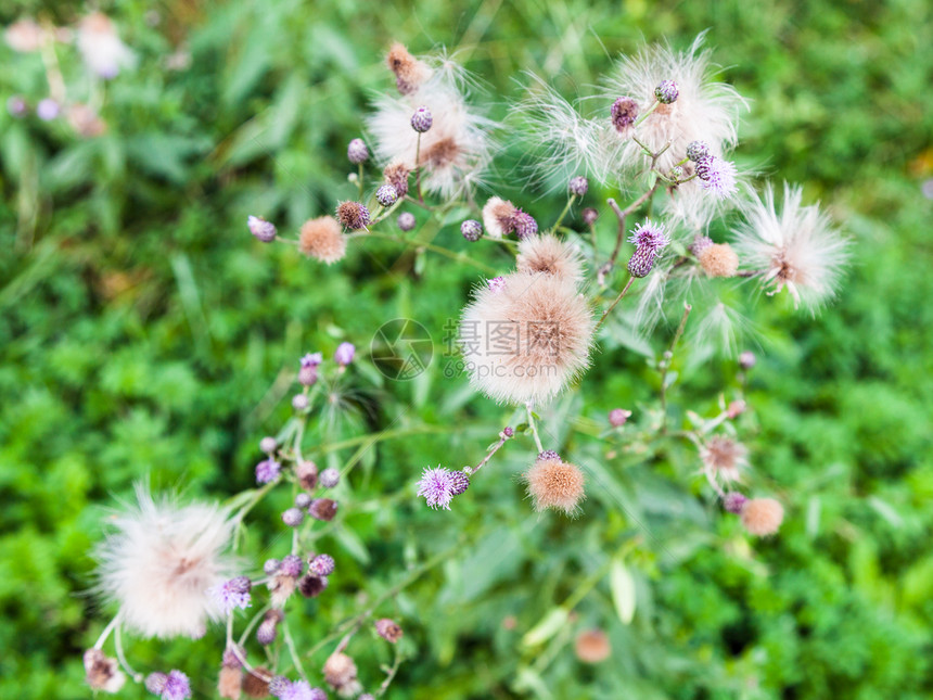 夏季莫斯科蒂米里亚泽夫斯基公园匍匐蓟植物的种子和花朵图片