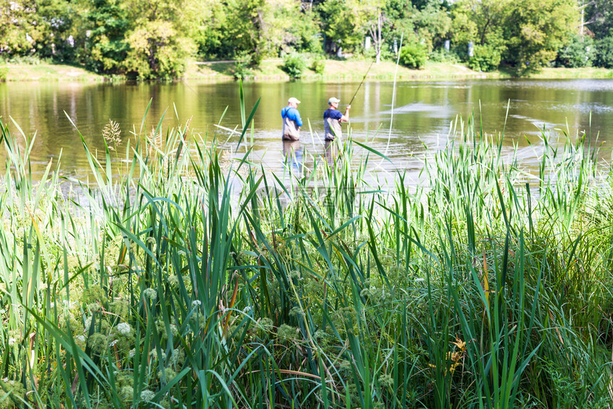 夏季莫斯科市蒂米里亚泽夫斯基公园大花园BigAcademicheskiy池塘附近扎本卡河河岸上郁郁葱葱的绿草图片