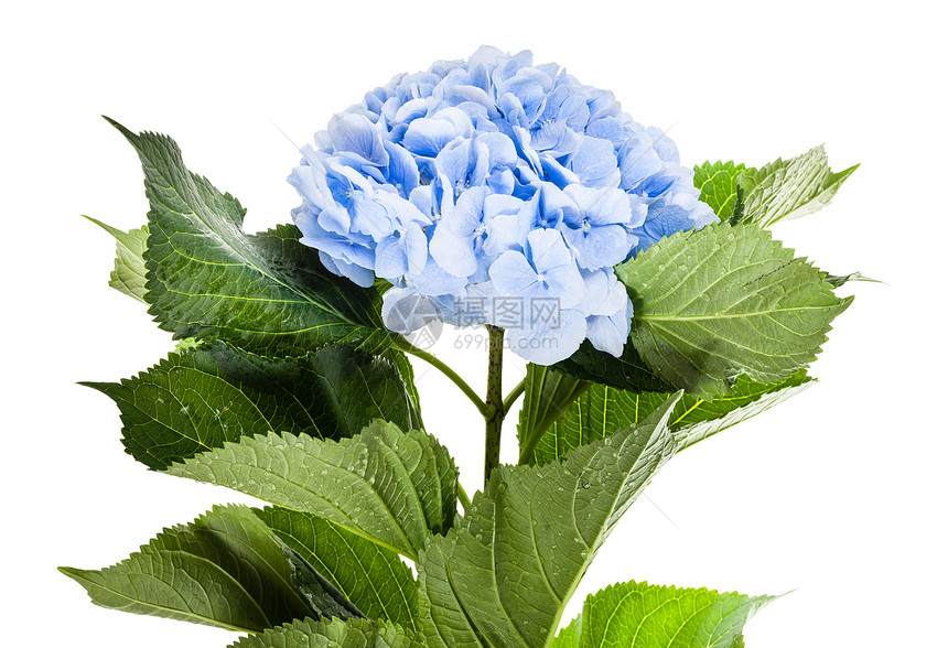 白色背景上分离的鲜蓝色花朵图片