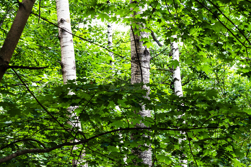 夏季日莫斯科Timiryazevskiy公园绿稠密森林的景色图片