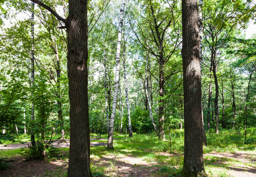 古斯特莫科绿色蒂米里亚泽夫斯基公园的橡树和枝图片