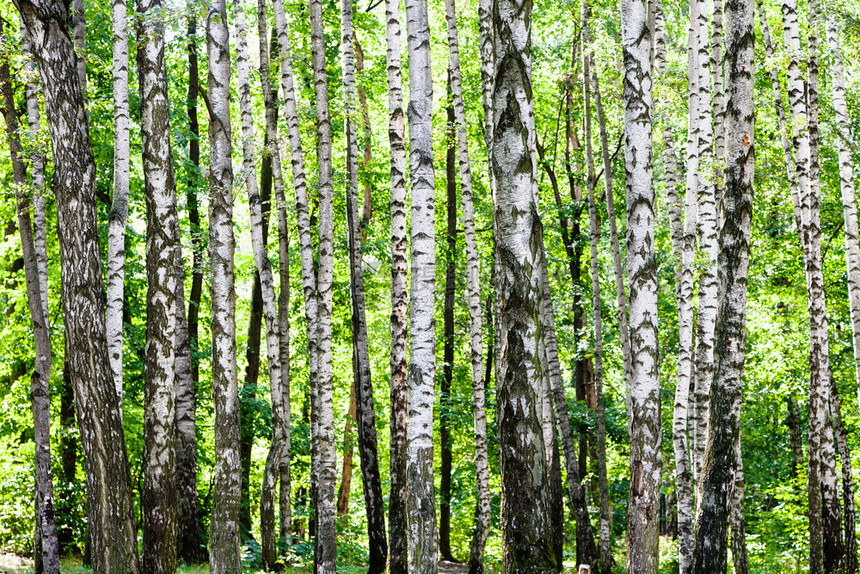 阳光明媚的夏日莫斯科蒂米里亚泽夫斯基公园绿林中的桦树林图片