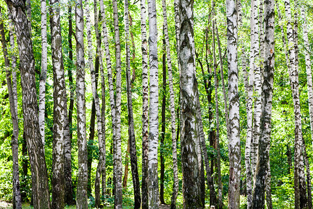 阳光明媚的夏日莫斯科蒂米里亚泽夫斯基公园绿林中的桦树林背景图片