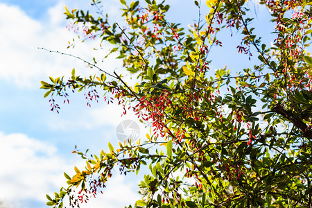 秋天傍晚一连串果子成熟的红莓灌木高清图片