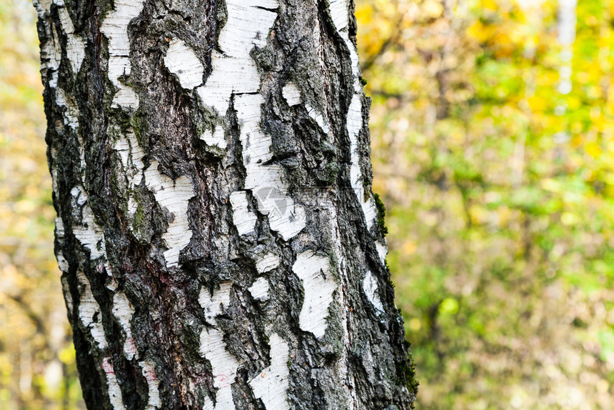 在阳光明媚的奥克托白日蒂米里亚扎耶夫斯基公园森林中紧闭的树干图片