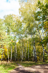 在阳光明媚的奥克托白日蒂米里亚兹耶夫斯基公园森林的白草中图片