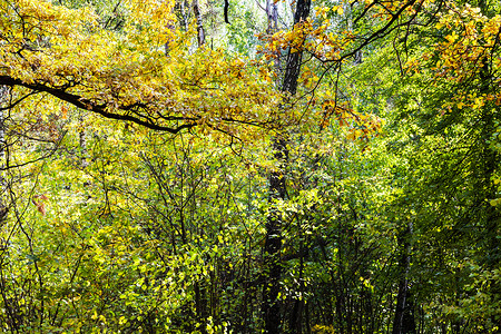 阳光明媚的奥克托白日蒂米里亚扎耶夫斯基公园的橡树枝和密林图片