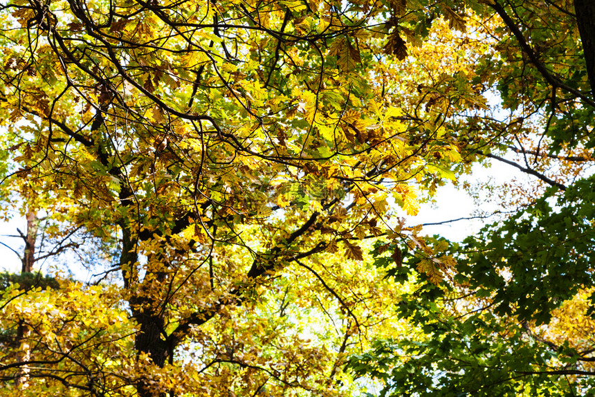 在阳光明媚的奥克托白日蒂米里亚兹耶夫斯基公园森林的橡树叶图片