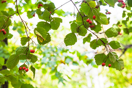 白刺在阳光明媚的奥克托白日蒂米里亚扎耶夫斯基公园秋天森林的树上背景
