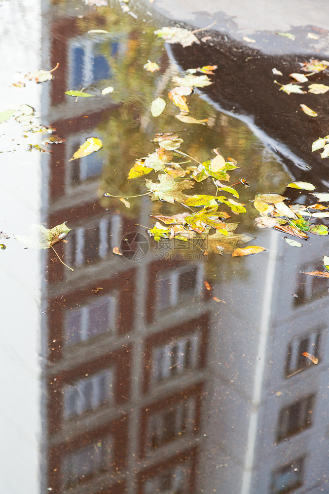 在阳光明媚的秋天水坑中落的树叶反映城市公路上的寓房屋重点在树叶上图片