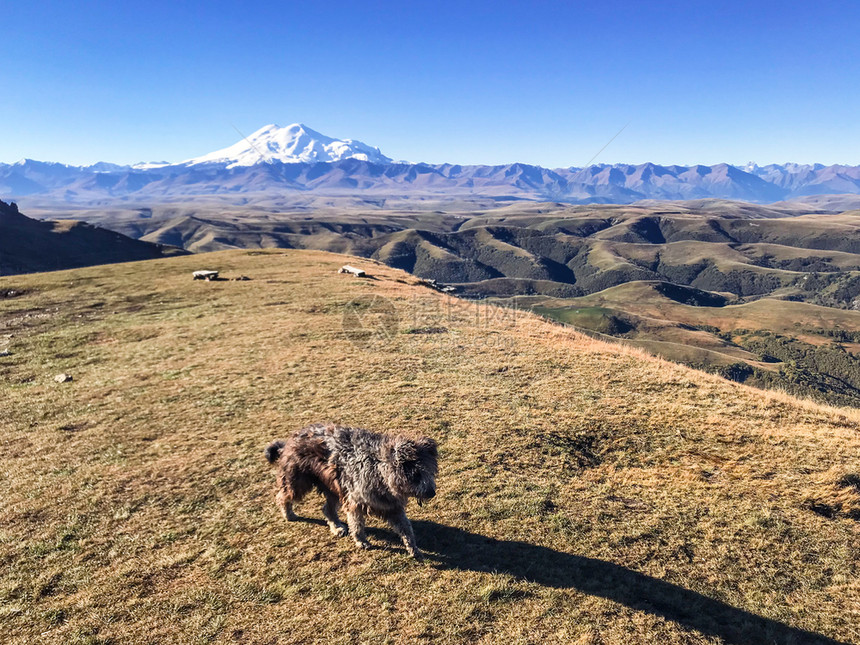 前往北高加索地区上午在Bermamyt山高原看到Elbrus山和小狗图片