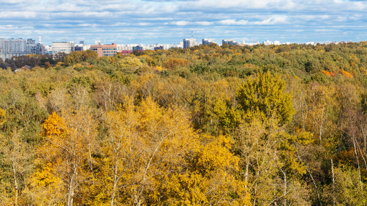 Timiriyazevskiy公园和莫斯科城市街道黄色森林图片
