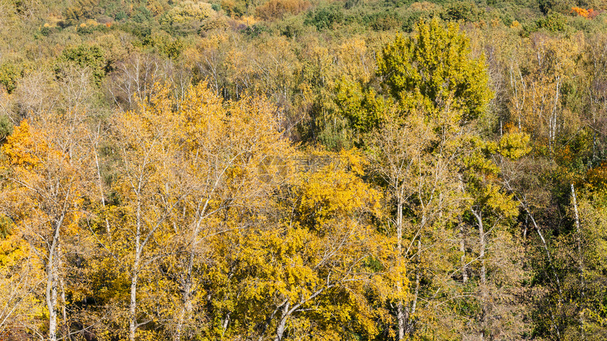 十月阳光明媚的莫斯科蒂米里亚泽夫斯基公园的黄色秋林图片