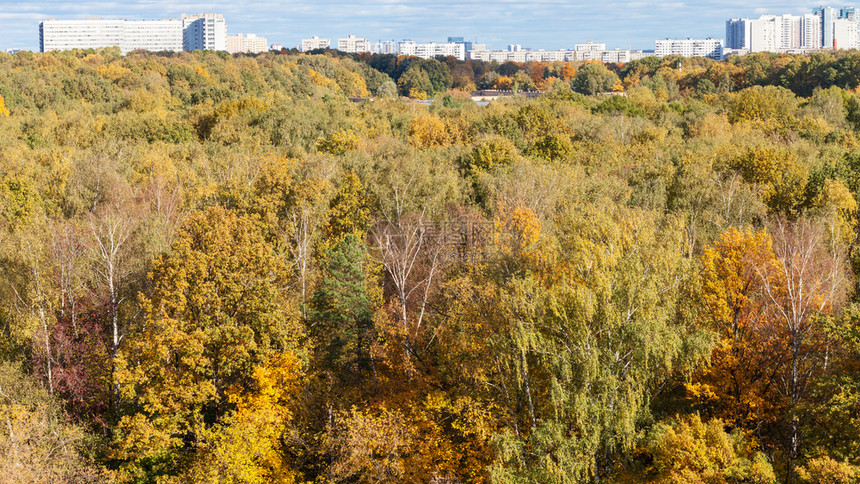 蒂米里亚泽夫斯基公园和莫科市住宅区的多彩森林图片
