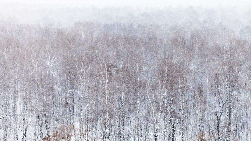 寒冬天降雪时森林的全景图片