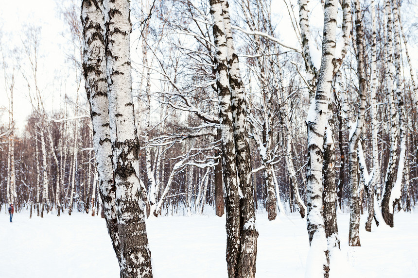 冬日暮色中白桦树在白雪覆盖的森林里在冬天的暮色中图片