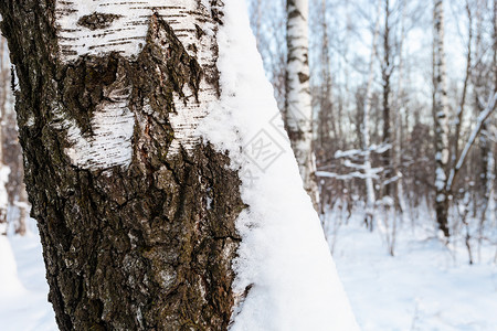 桦木树皮冬日暮色中城市公园的桦树林里白雪覆盖着老树开裂的树皮在冬天的暮色中背景