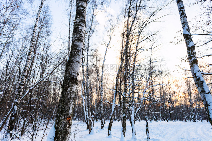 冬季日落时黄昏在雪覆盖的城市公园中树丛生木图片