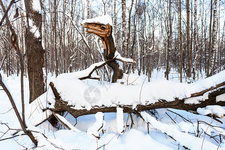 在冬天的黄昏中雪覆盖的森林里蛇形寒冬黄昏中图片