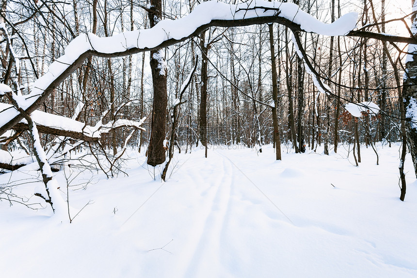 冬日暮色中城市公园滑雪道上被雪覆盖的树在冬天的暮色中图片
