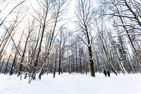 冬日暮色中被白雪覆盖的城市公园景观在冬天的暮色中图片