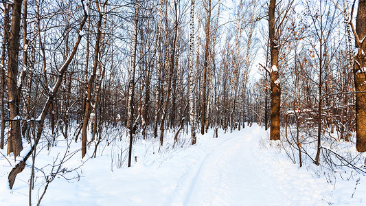 冬季黄昏时雪覆盖的城市公园中滑雪足道和小径的全景图片