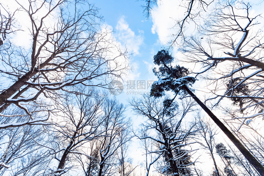 蓝色天空的底部视图冬季黄昏时松树顶部和橡之间有白云冬季黄昏时城市公园的松树和橡顶部之间有白云图片