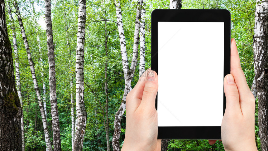 旅行概念莫斯科市城公园绿林中白色树的旅游照片阳光明媚的夏日莫斯科市公园绿林中白色树的旅游照片智能手机空白剪贴板广告位置图片