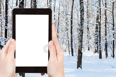冬天森林宽屏旅行概念旅游照片莫斯科市雪公园冬季在莫斯科市雪公园用智能手机拍摄树干时的旅游照片带空白广告位置的剪切屏背景