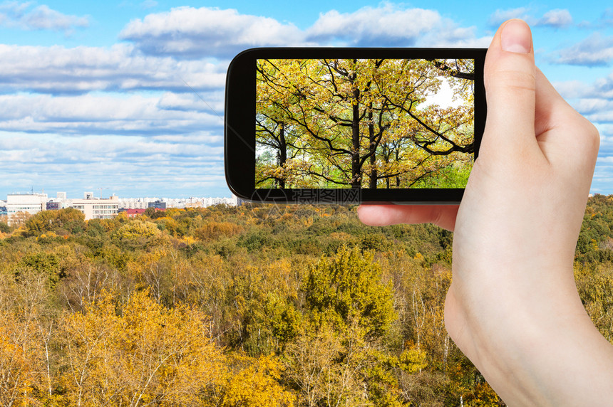 旅游概念俄罗斯莫科智能手机上阳光明媚的奥斯托日城市公园橡树林的旅游照片图片