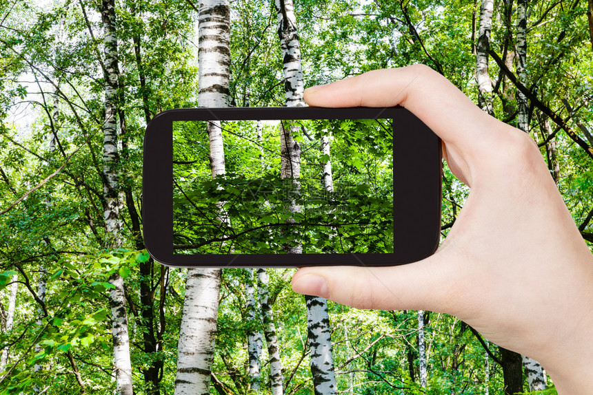 旅游概念俄罗斯莫科智能手机夏季日绿林中Birch树的旅游照片图片