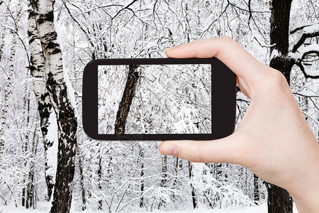 旅游概念俄罗斯莫科智能手机在雪林中覆盖的白树旧旅游照片图片