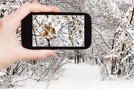 旅行概念俄罗斯莫科智能手机在冬季日的市政公园冷冻叶子旅游照片图片