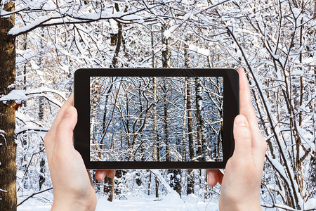 旅游概念俄罗斯莫科智能手机在阳光明媚的冬季日雪林中厚的旅游照片图片