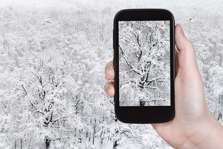 旅游概念俄罗斯莫科智能手机上冬季森林降雪中覆盖的橡树旅游照片图片