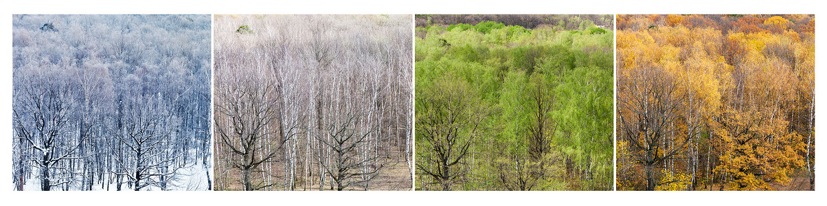 每年四个区冬季春夏秋的森林空中观测图片