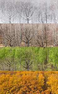 年度四个部门冬季春夏秋森林全景分布式图图片
