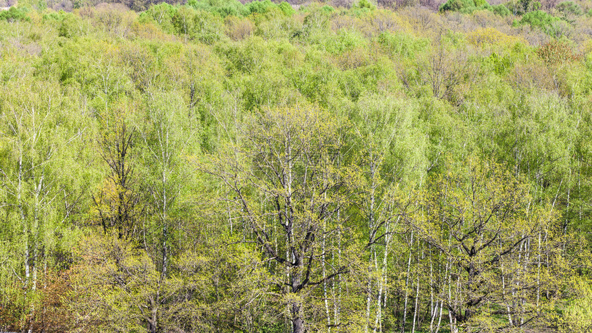 阳光明媚的春天森林中绿橡树的全景图片