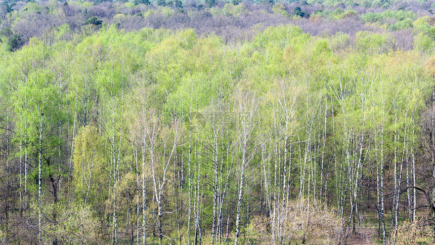阳光明媚的春日初绿树叶图片