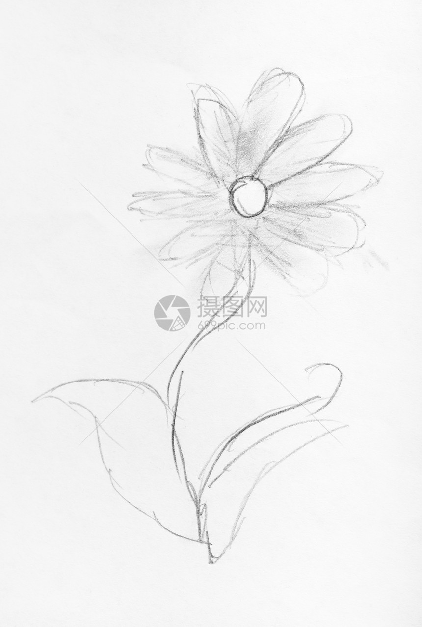 白纸上用黑铅笔亲手绘制的鲜花画像图片