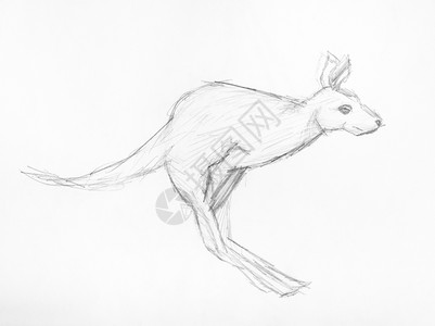 用白纸上的黑铅笔亲手绘制的袋鼠跳草图图片