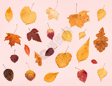 浅粉色粉彩纸背景上各种秋天落叶的顶视图背景图片