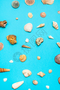 许多天然干燥海壳在绿蓝面纸上的顶部视图背景图片