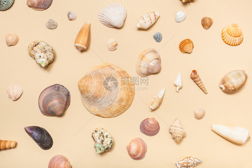 沙黄色面纸上的天然干海贝壳图片