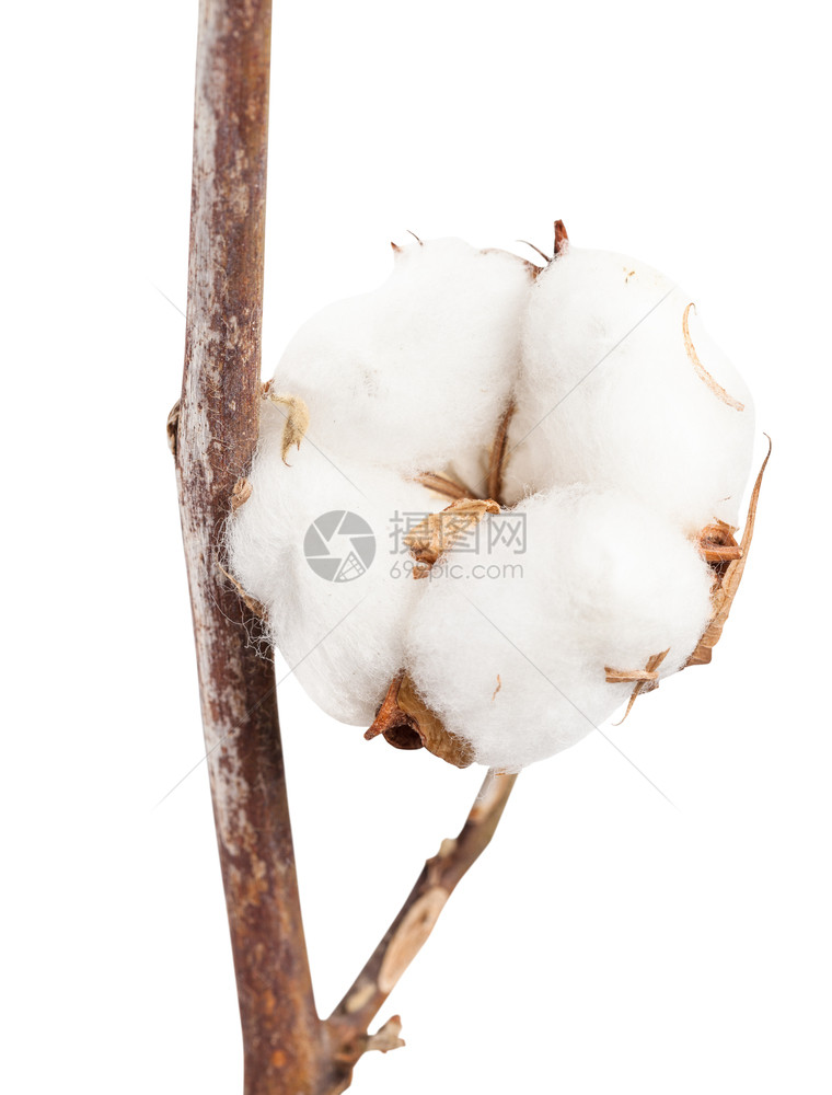 白底孤立的棉花枝上成熟棉花树片图片
