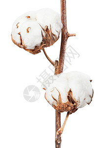 白种树上两块成熟的棉花白种树上隔着两块棉花高清图片